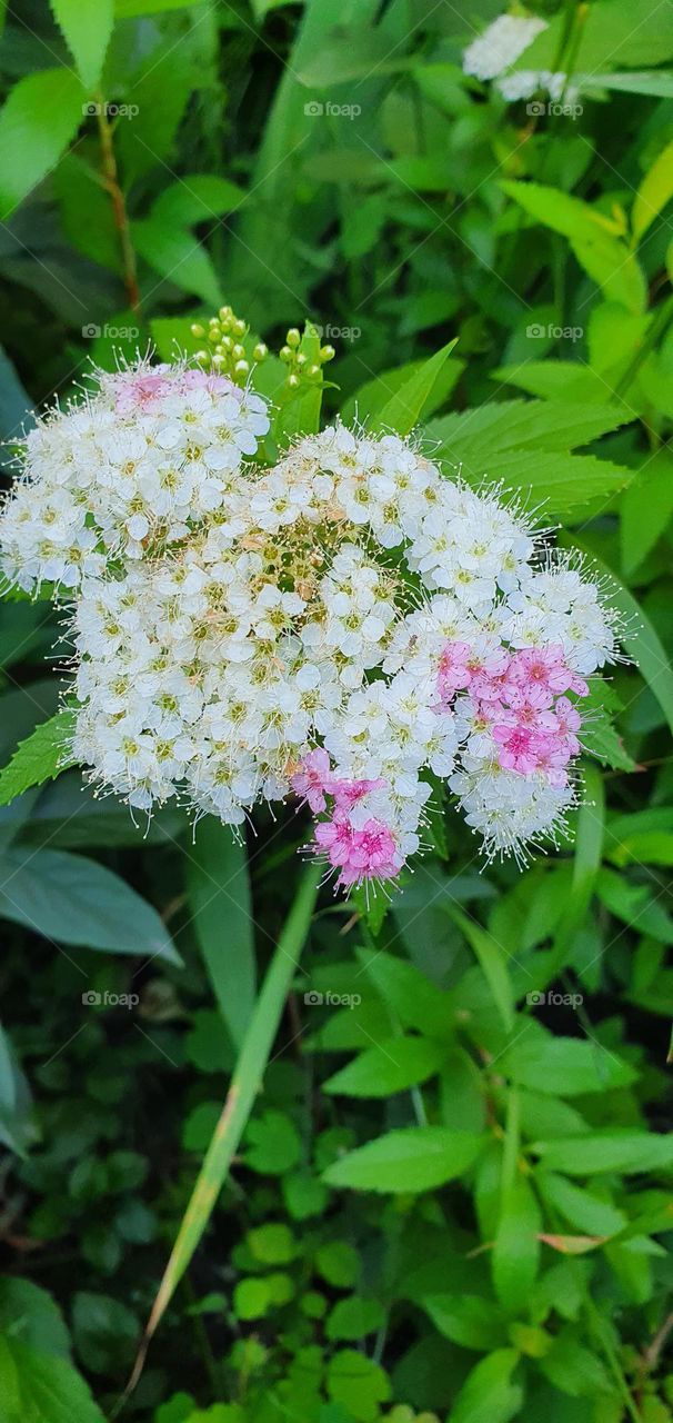 spiraea