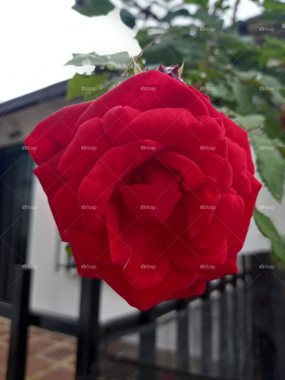 beautiful red rose