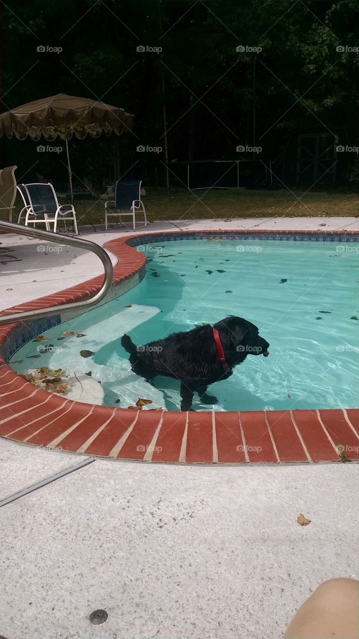 just chillen. my dog batman in my pool cooling off 