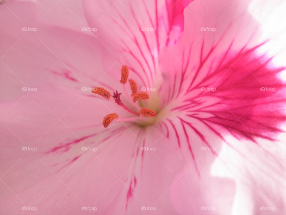 Pink Flower Macro