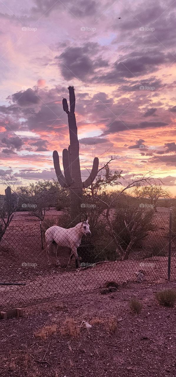 horse in the sunset