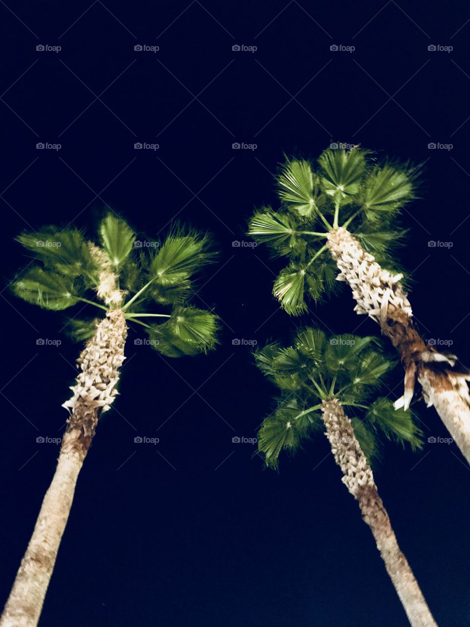 Nighttime palms