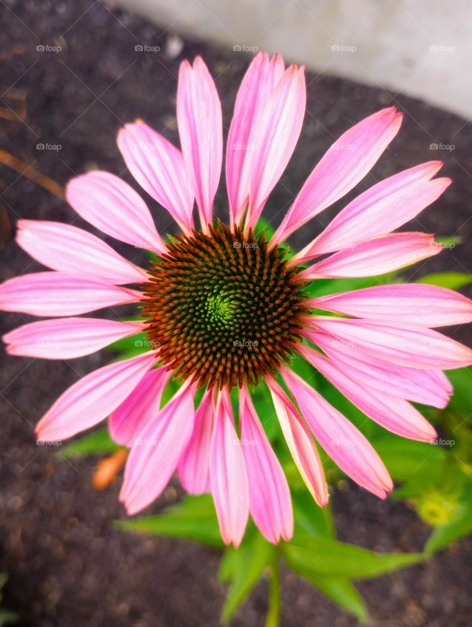 Flower Closeup