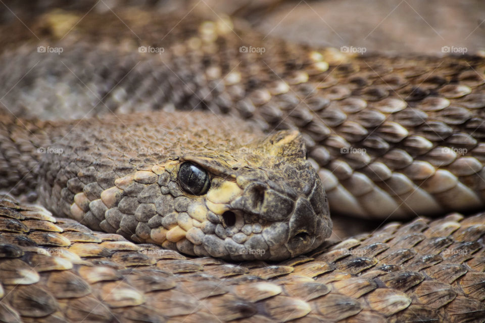 Rattlesnake