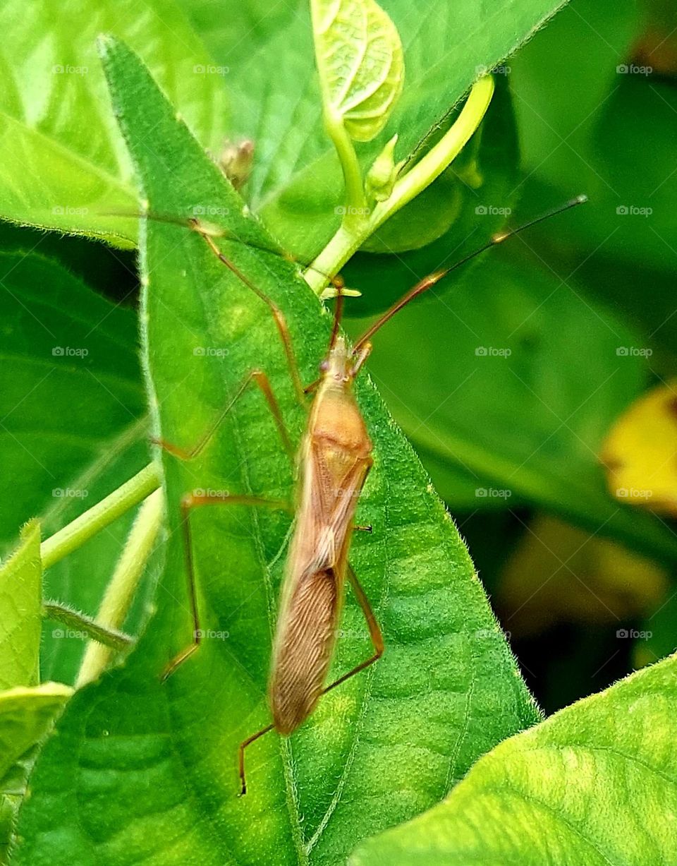 Leptocorisa oratorius, Walang sangit adalah serangga yang menjadi hama penting pada tanaman budidaya, terutama padi. Di Indonesia, serangga ini disebut: kungkang, pianggang, dan tenang