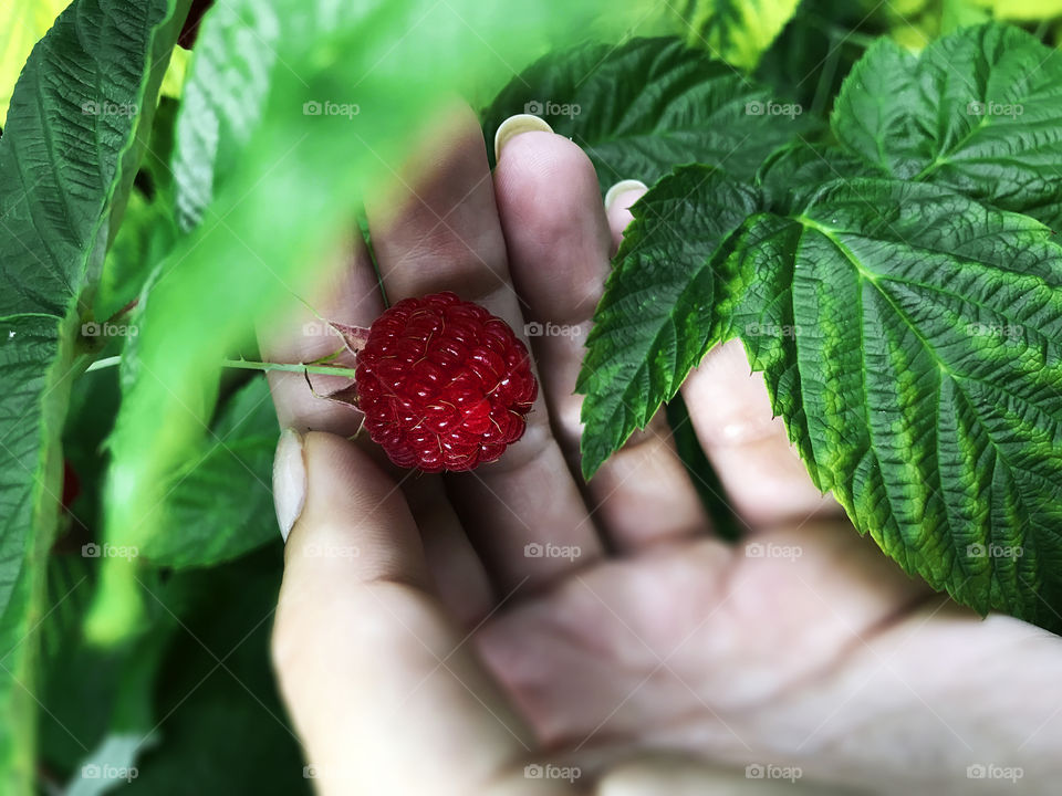 Picking raspberry 