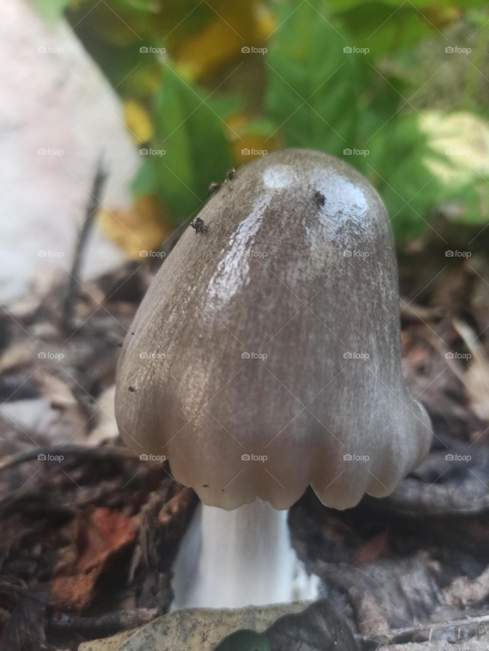 sleazy mushroom