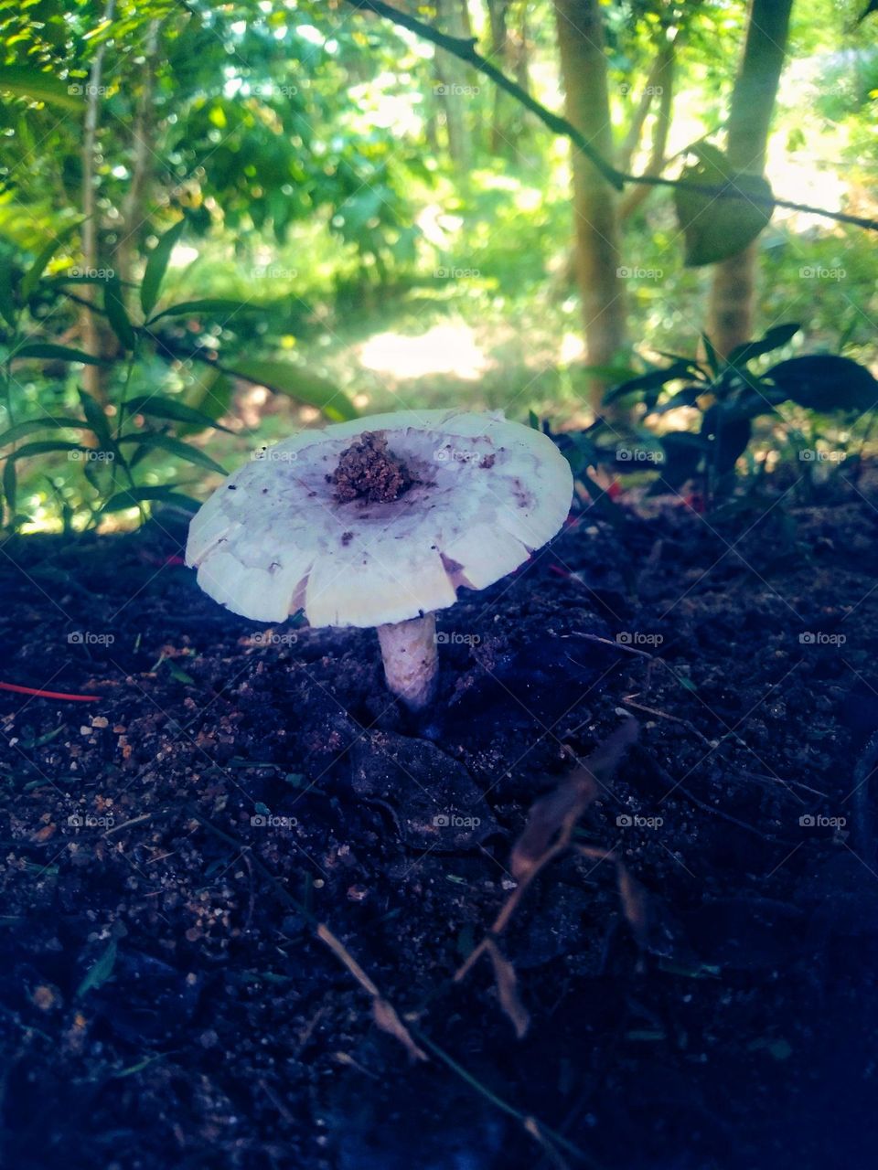 mushroom