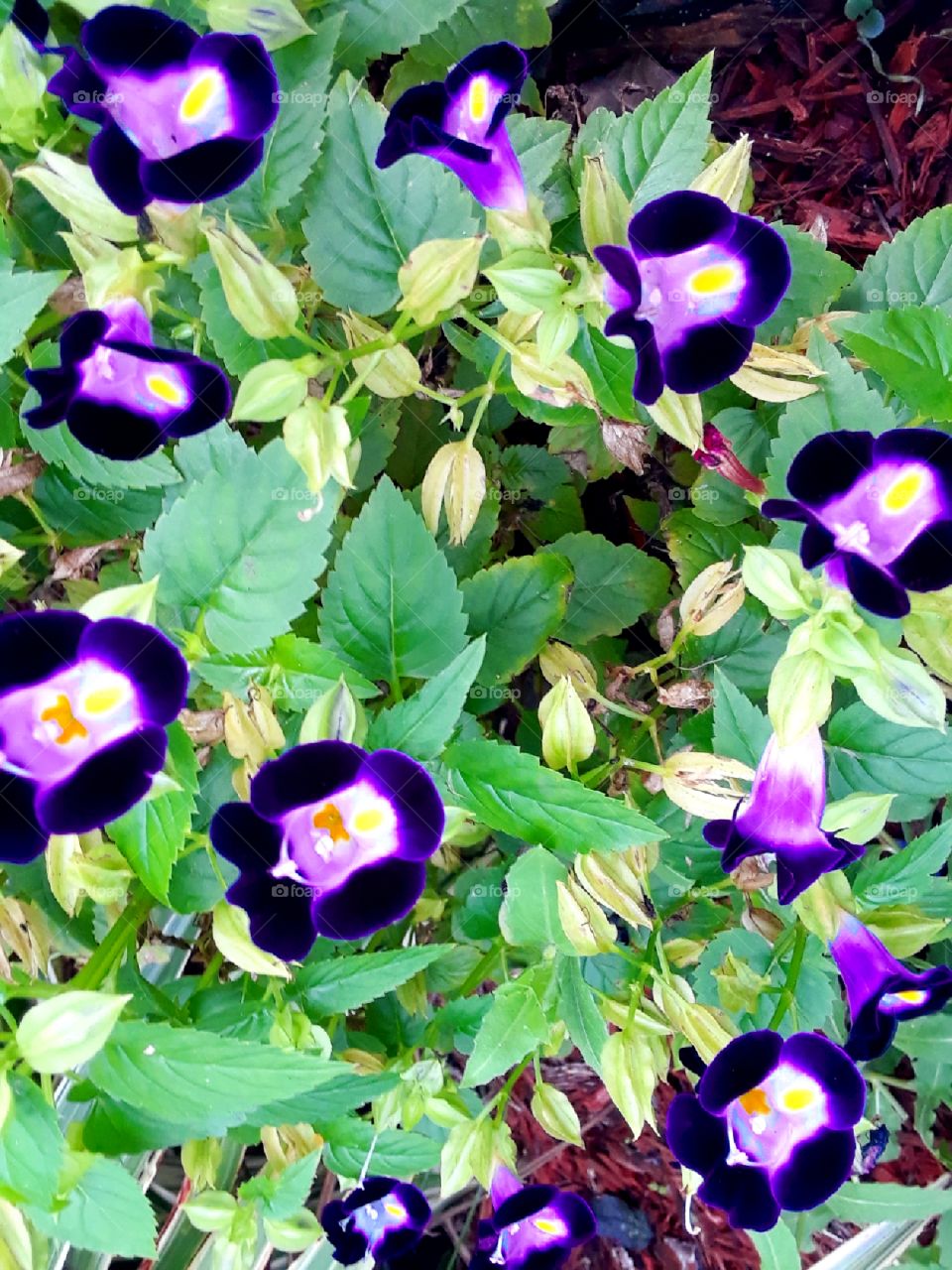 deep purple bell flowers
