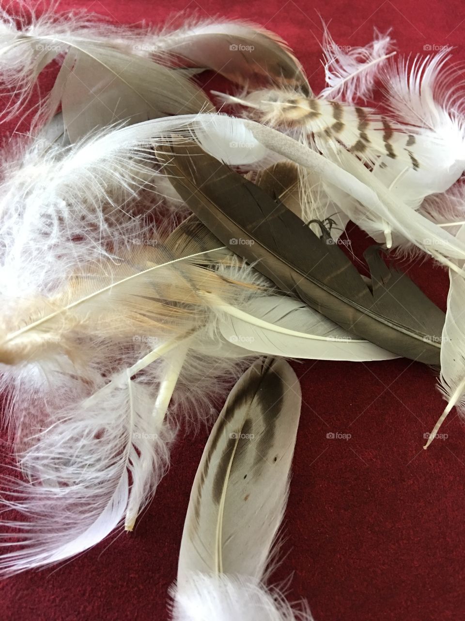 Mixed feathers for crafting