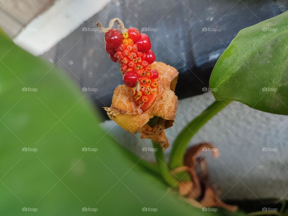 Alocasia brisbanensis
