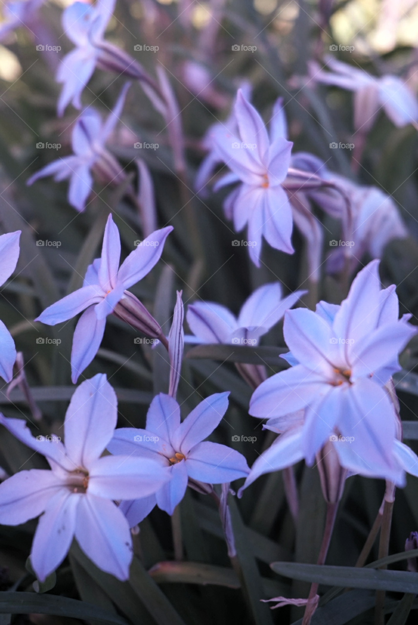 Spring Starflower 
California