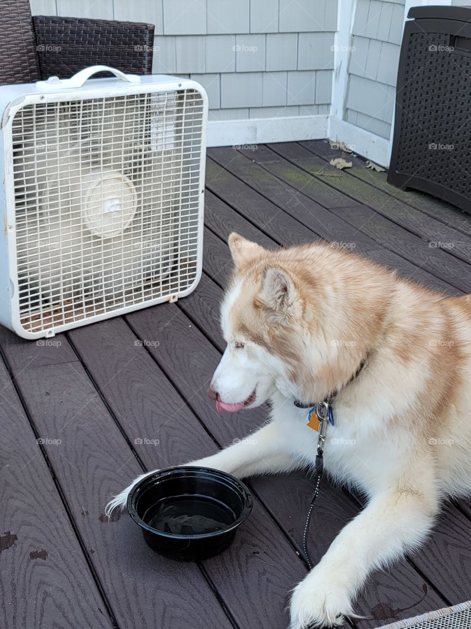 Husky cooling off