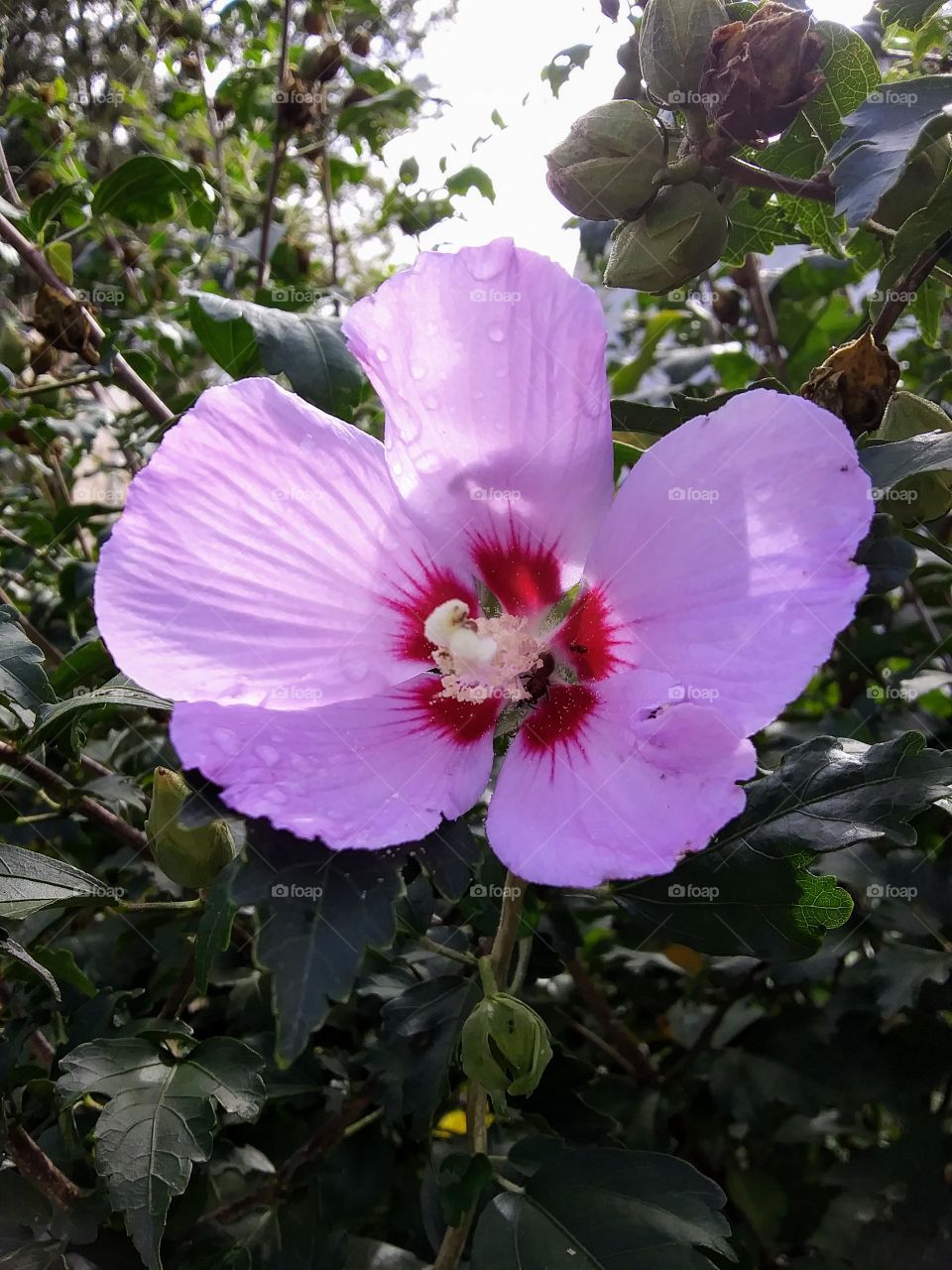 hollyhock in bloom