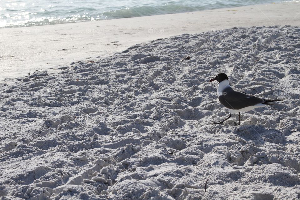 Seagull on Beach