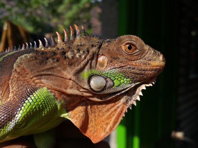 an iguana with beautiful skin colors, namely green and orange