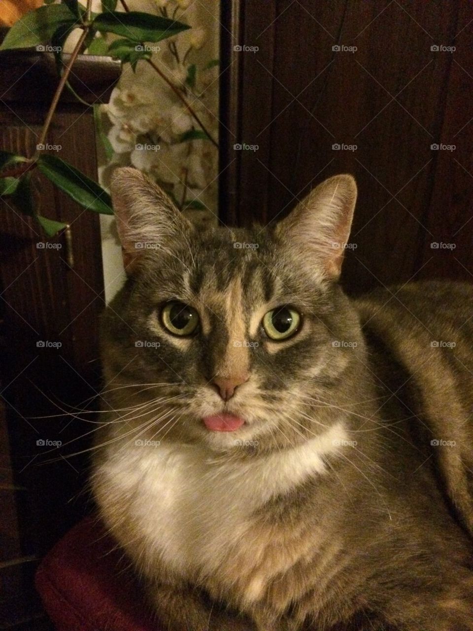 torbie with tongue out