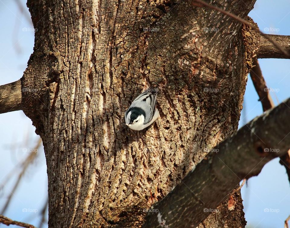 Nuthatch on a tree