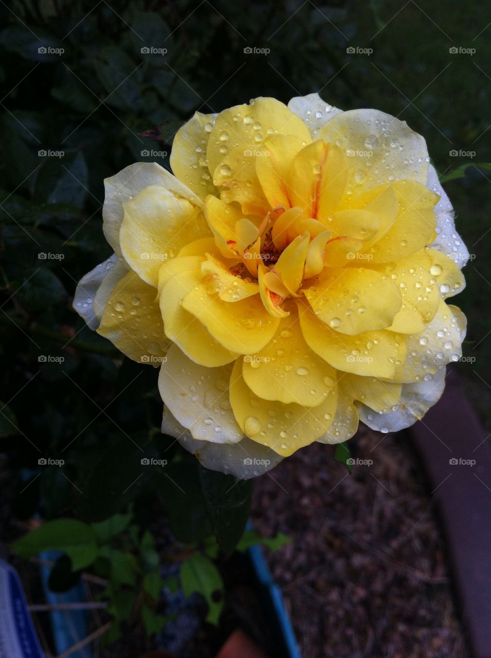 Yellow rose