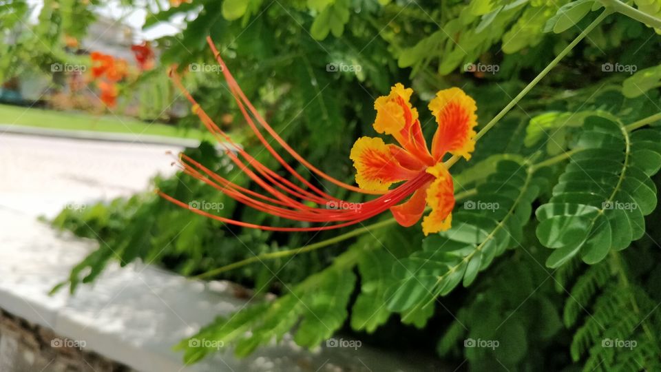 Blooming Gulmohar flower