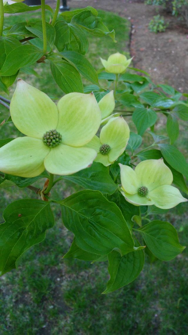 spring. lovely. flowers. nature. beauty. love. summer. happy