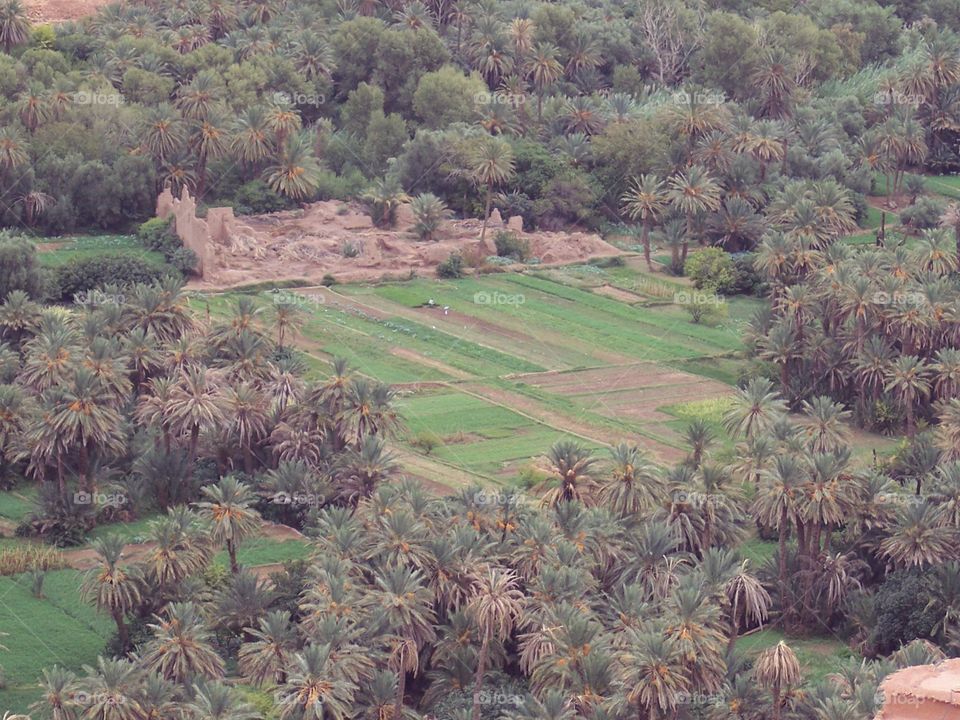 Oasis in the Moroccan desert