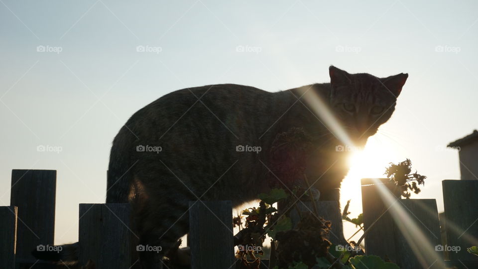 Sunset#cat#animal#nature#moment#magic#wild