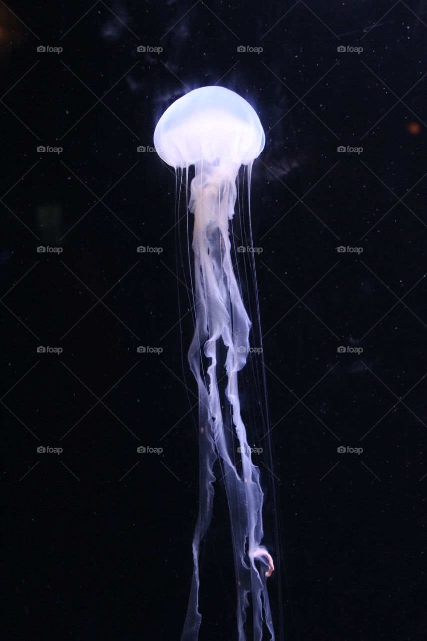 Jellyfish