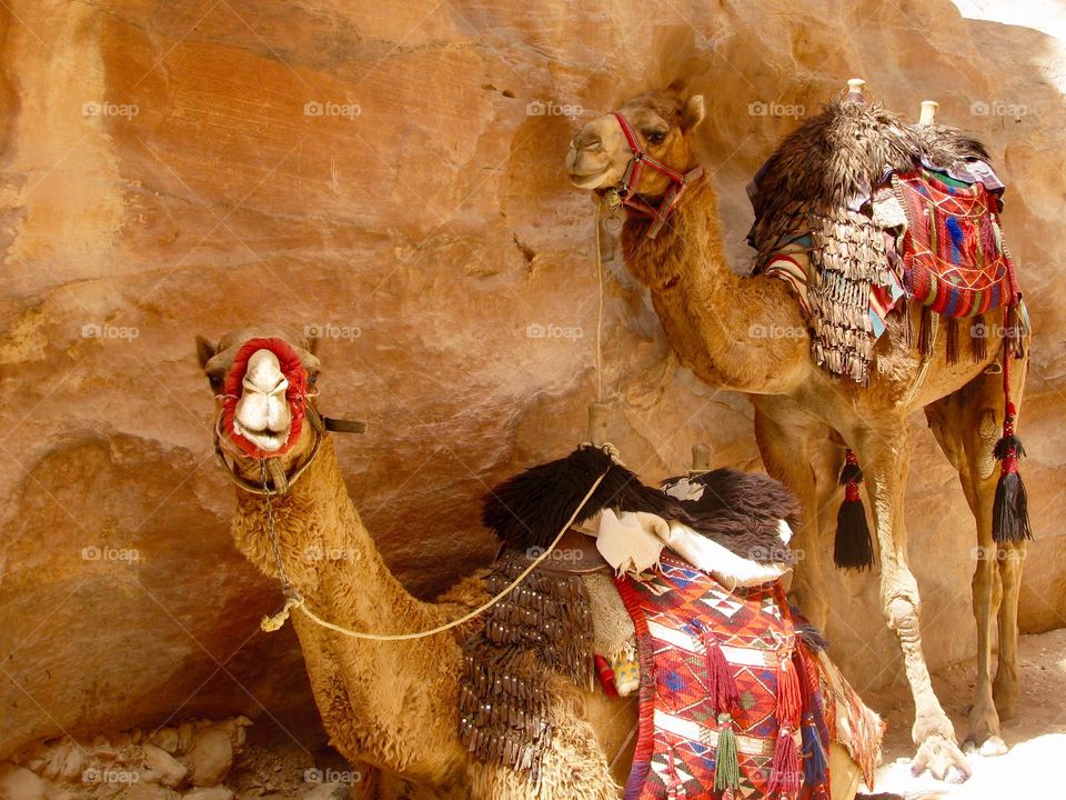Camels at Petra