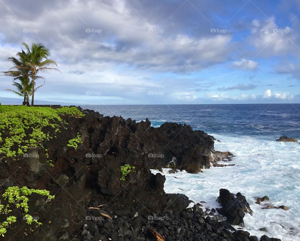 Palms overlooking the ocean