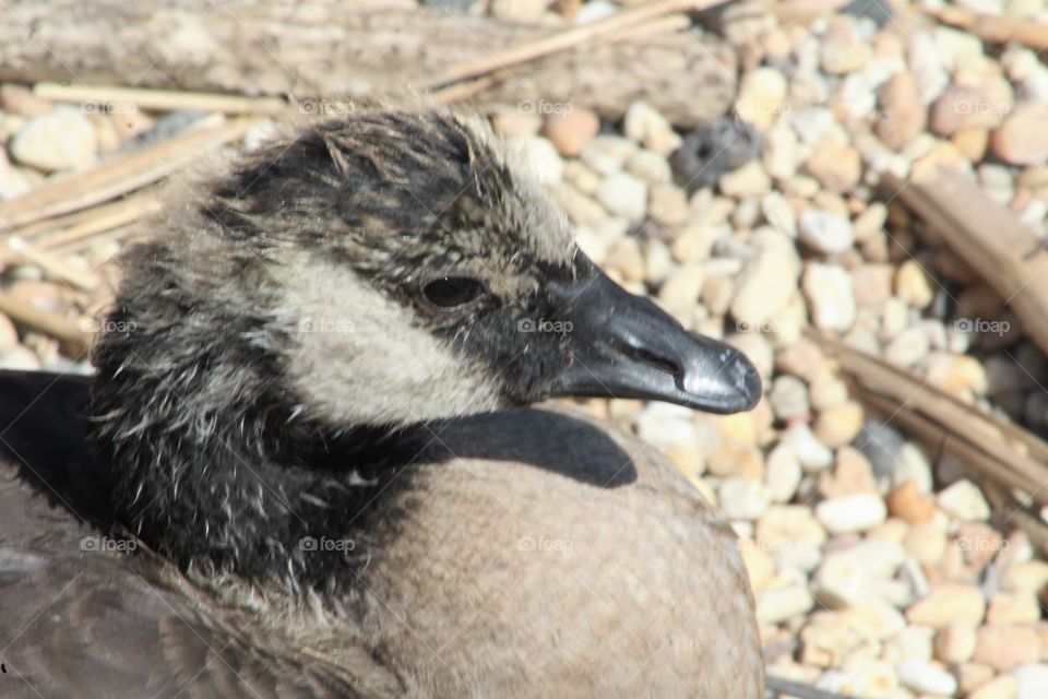 Closeup of Canada gosling 