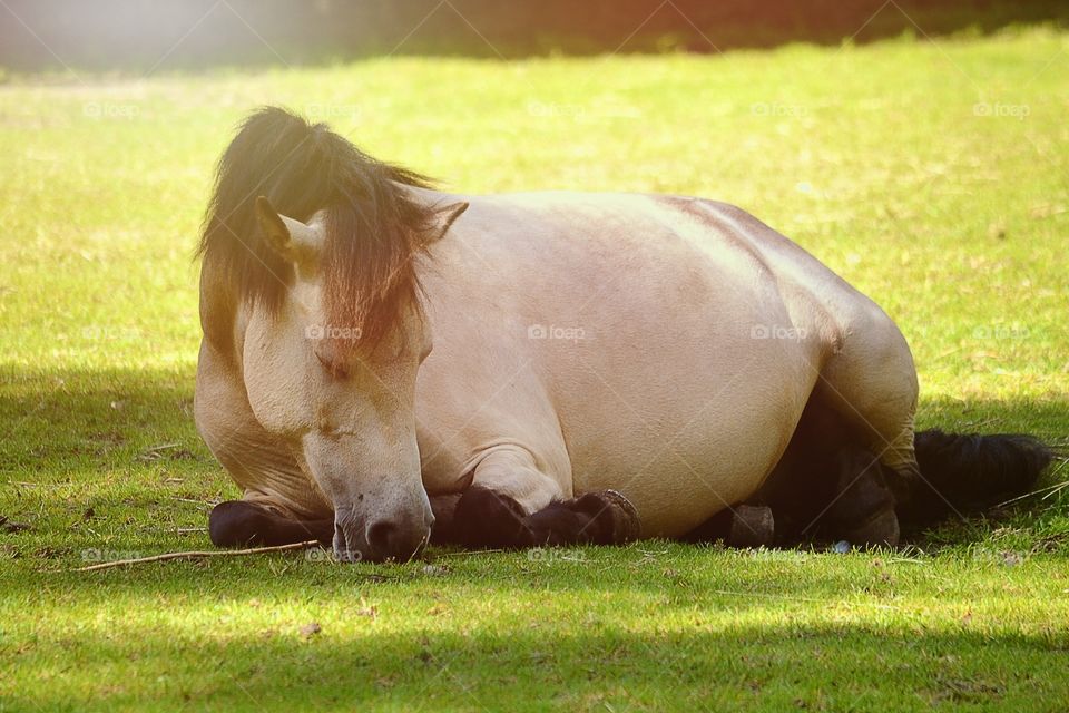 Cute horse. Horse sleeping
