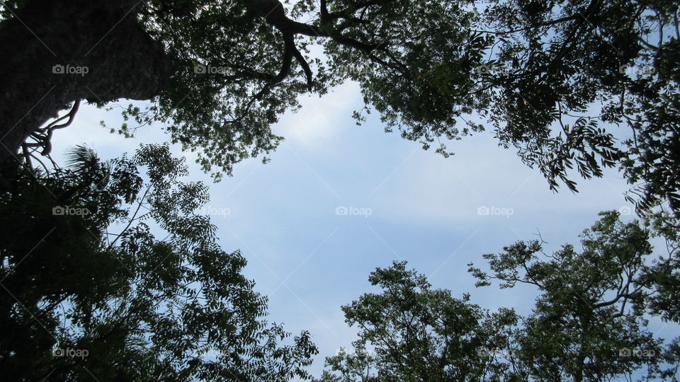 Sky view through tree branches