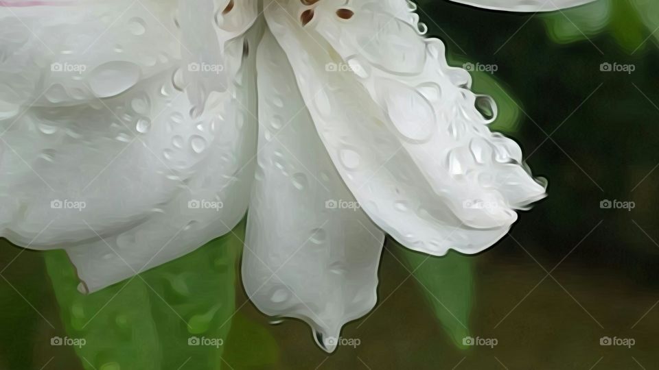 Raindrops and white rose close up