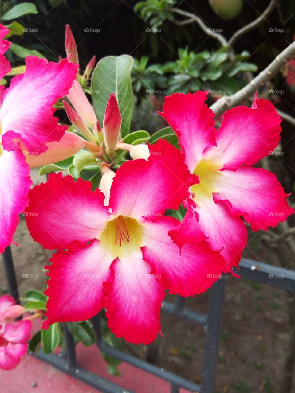 Flower, Nature, No Person, Flora, Garden