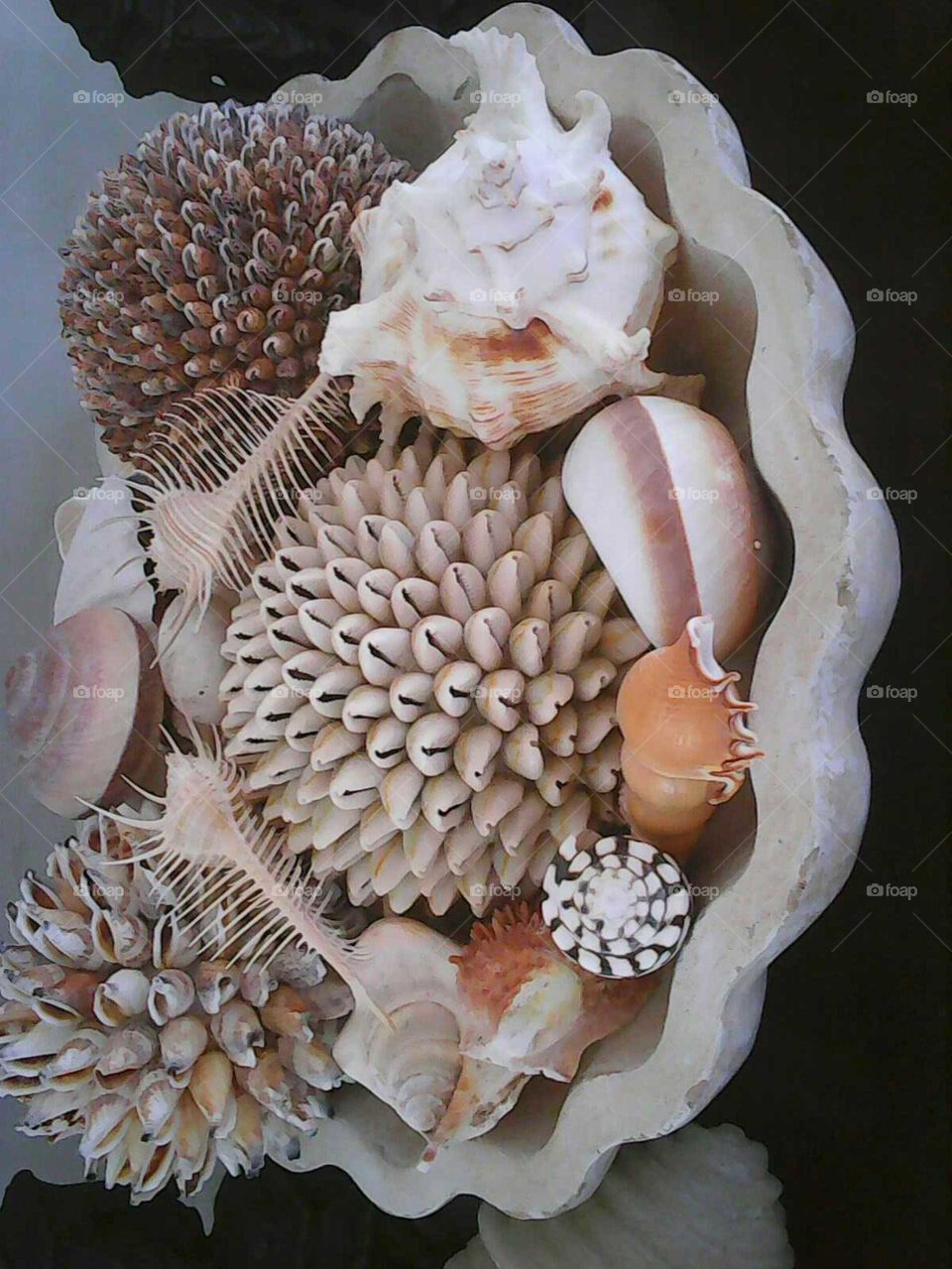beautiful  varieties of seashell in bowl