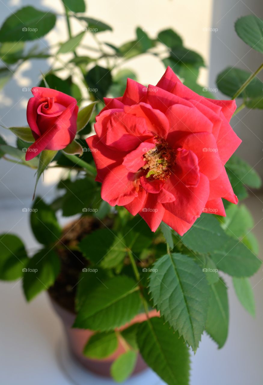 rose flower house plants