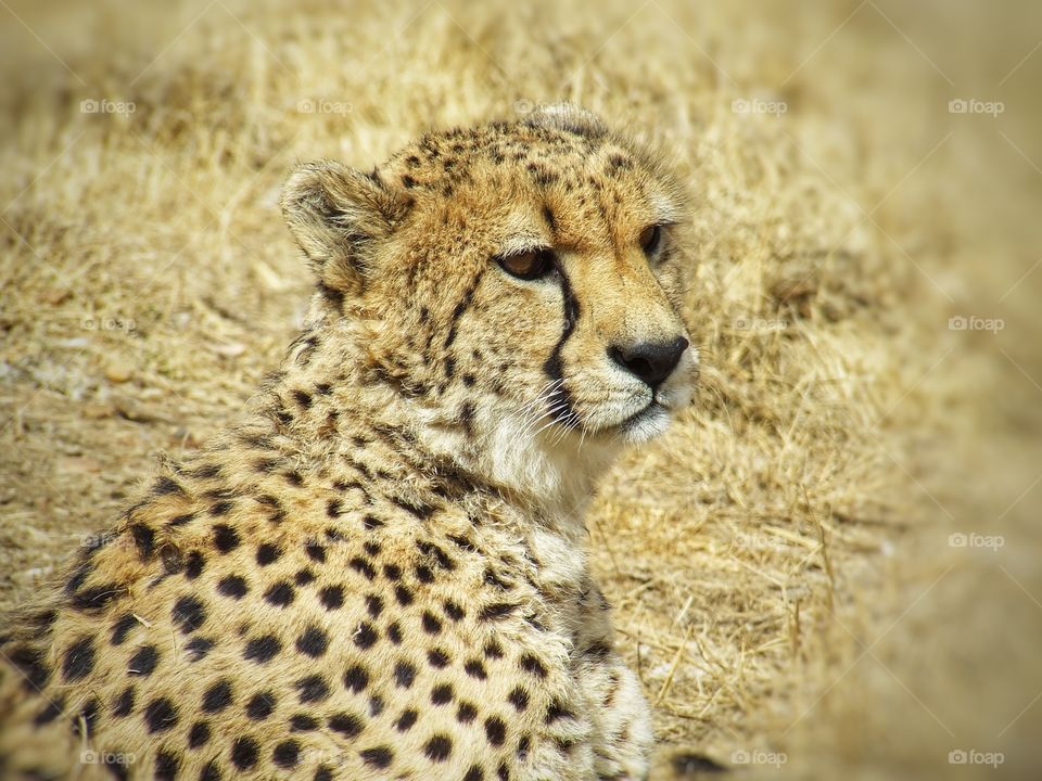 Cheetah