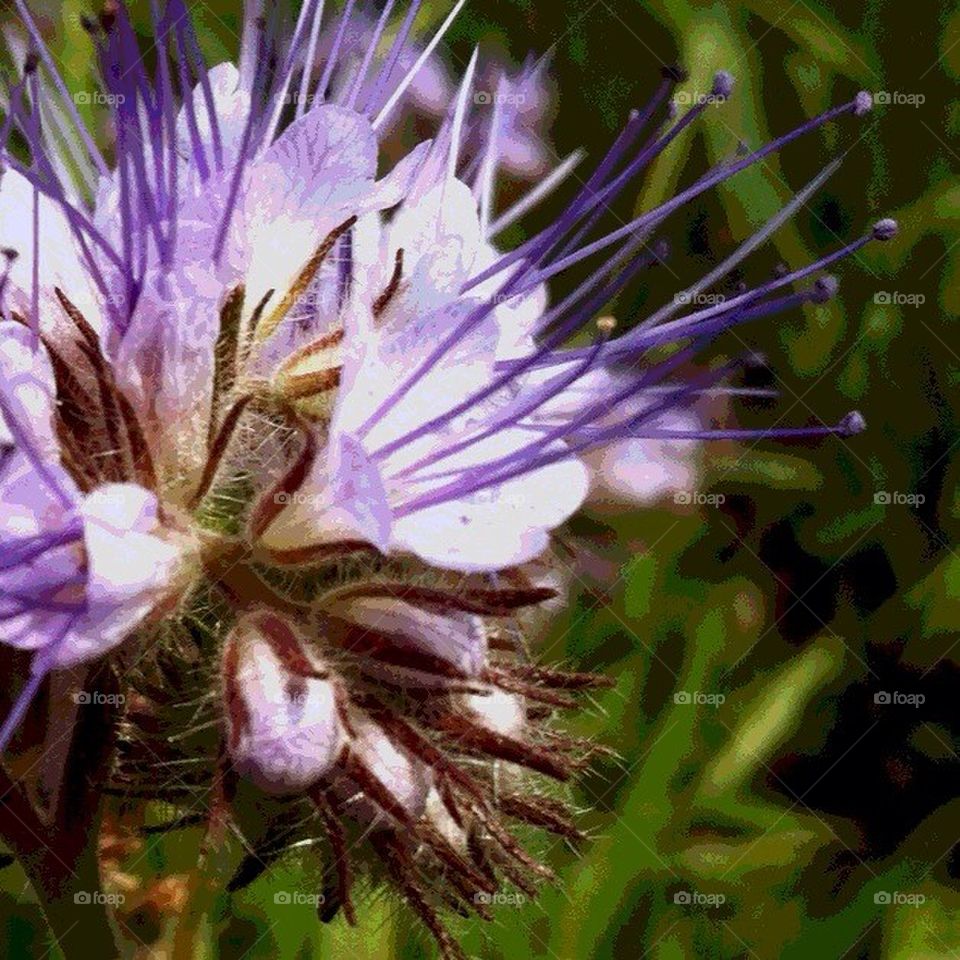 flower summer by smartini65