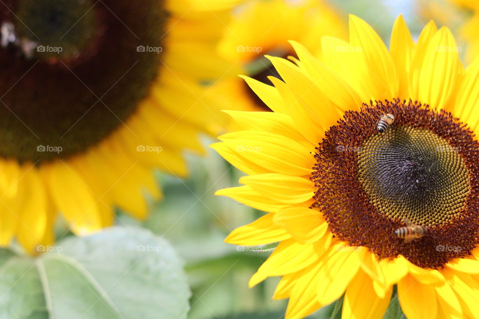 Bees on a sunflower.