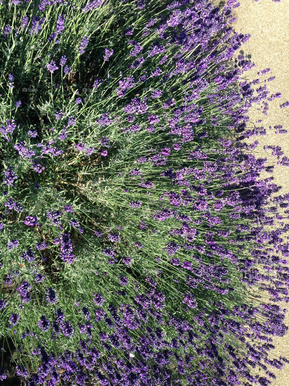 Lavender. Holland park. London