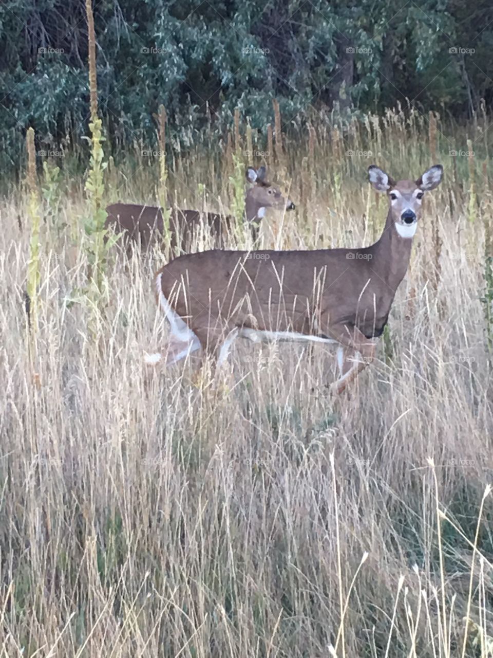 Deer in the Headlights