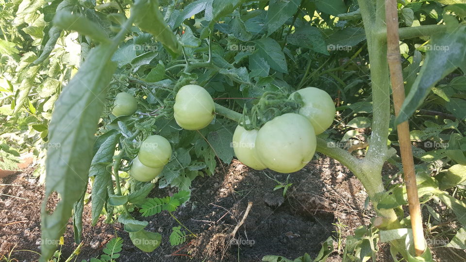 A tomato plant with green tomatoes in various stages of growth.