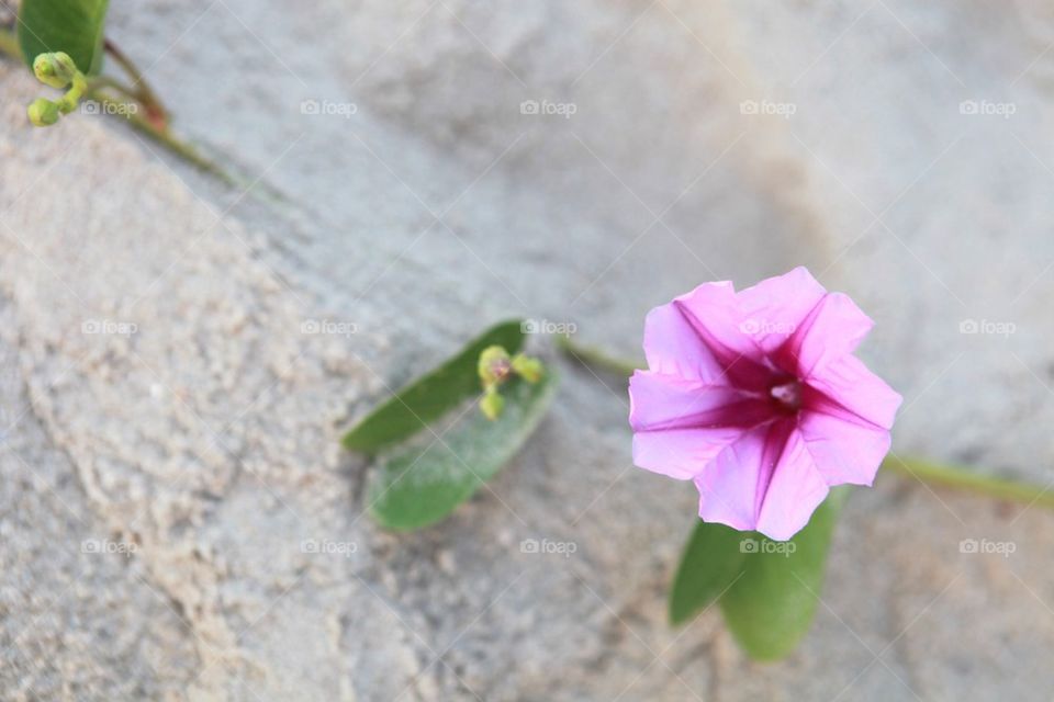 Ipomoea flowers on beach sand