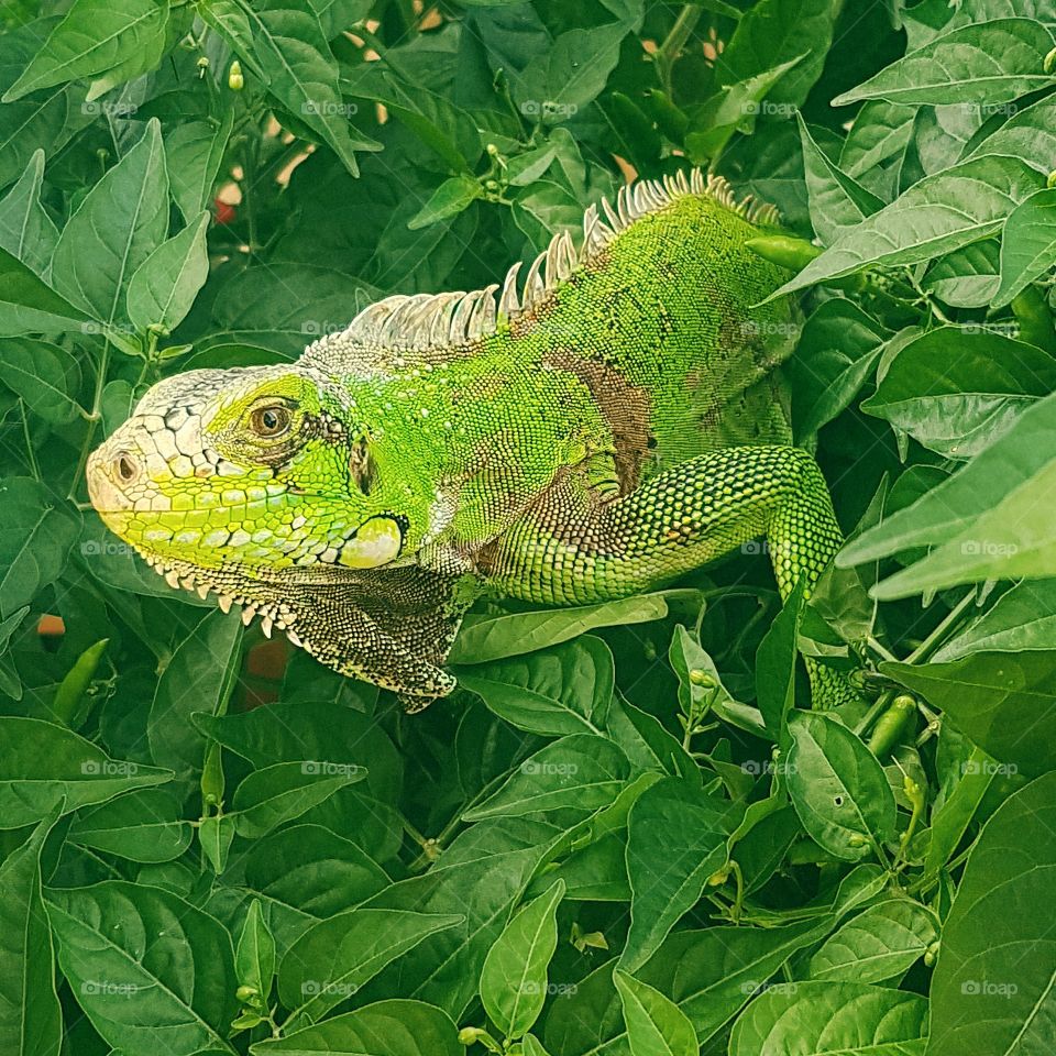 Iguana