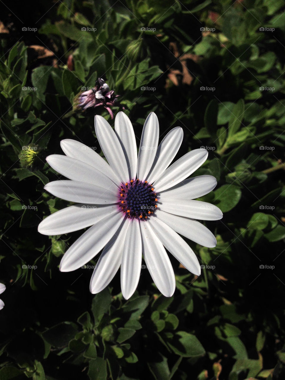 Beautiful bloomed White Daisy