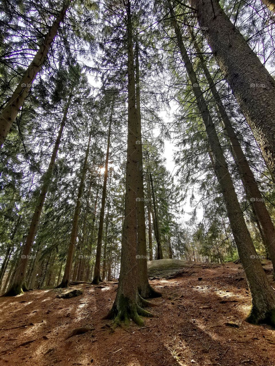 Looking up in the Pinetrees