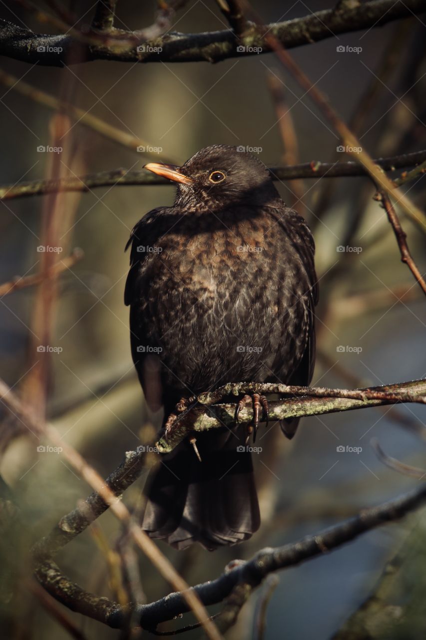 female blackbird today as a model π I βworkedβ with her a few minutes today π we understood each other without words π