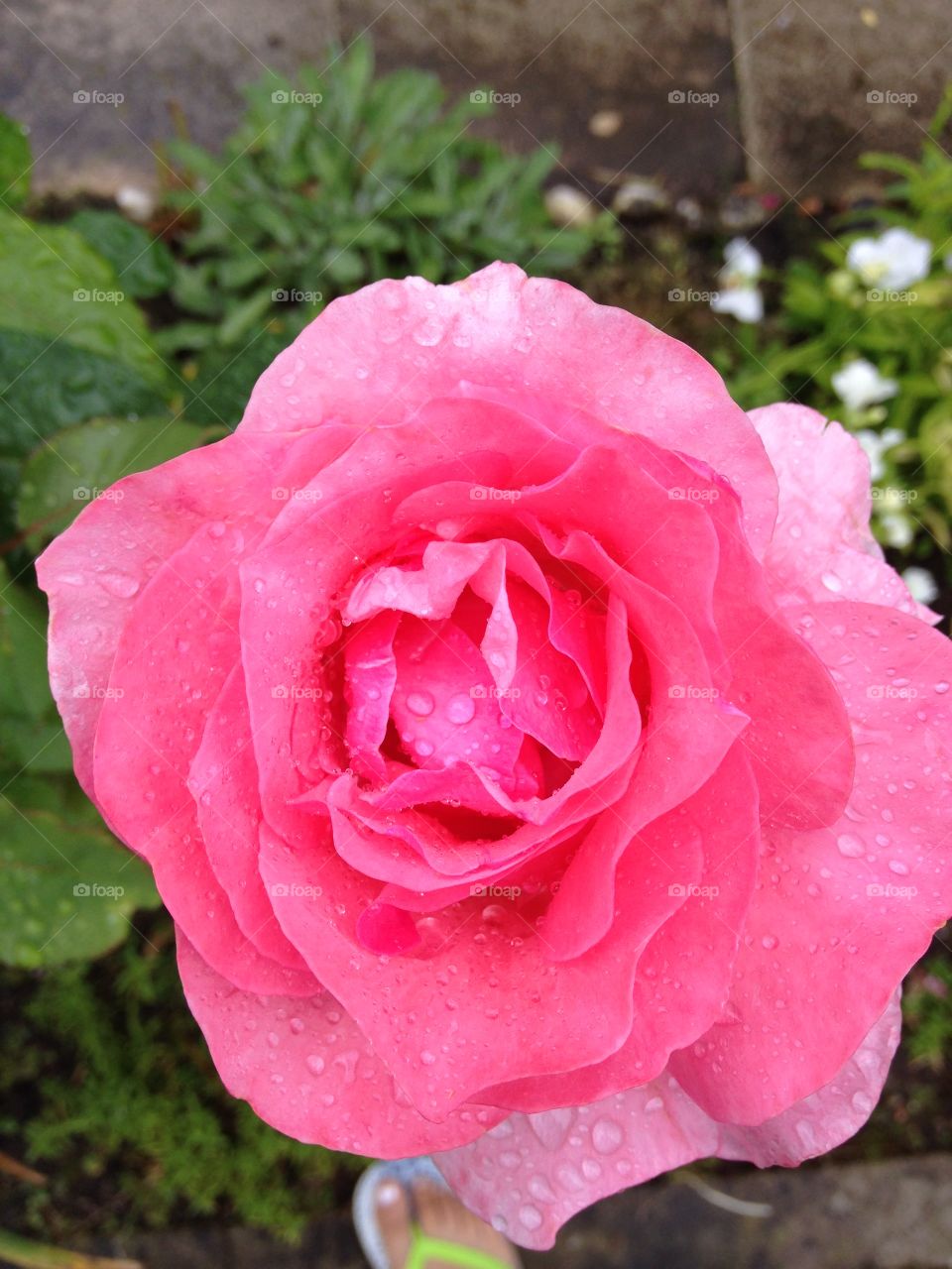 Roses are pink