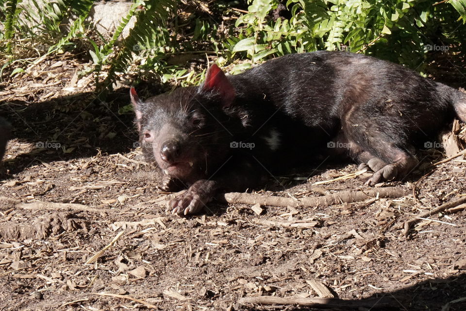 Tasmanian Devil